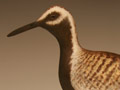 Antique style Golden Plover