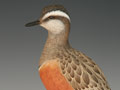 Decorative Eurasian Dotterel