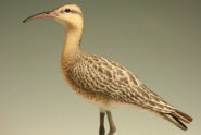 Eskimo Curlew