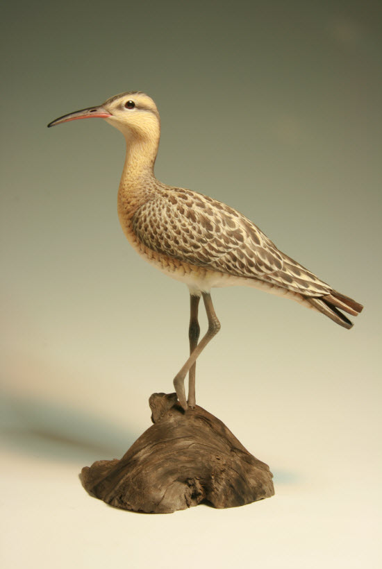 Eskimo Curlew