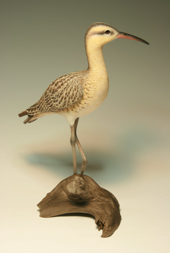 Eskimo Curlew