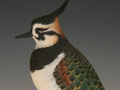 Decorative Eurasian Lapwing