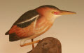 Least Bittern