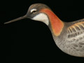 Decorative Red-Necked Phalarope