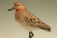 Spoon-Billed Sandpiper